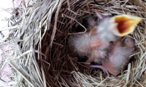 The Robins of Bell Farm: From Nestlings to Flight