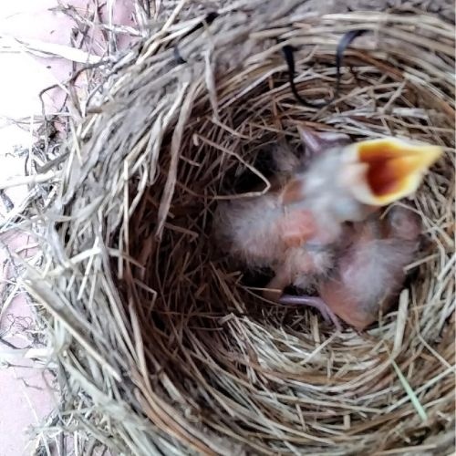 The Robins of Bell Farm: From Nestlings to Flight