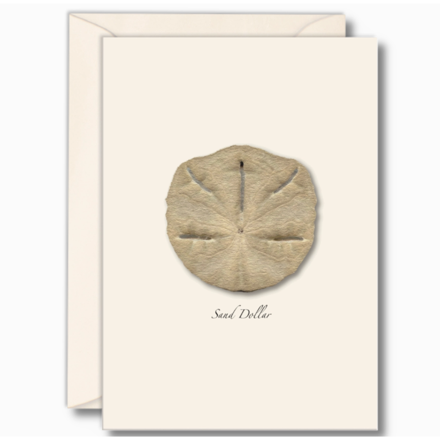 Sand Dollar Boxed Notecards