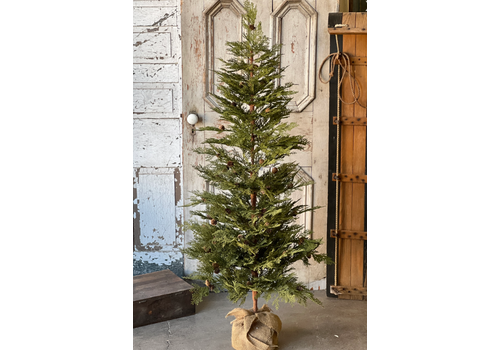 North Rim Hemlock Tree 5' 