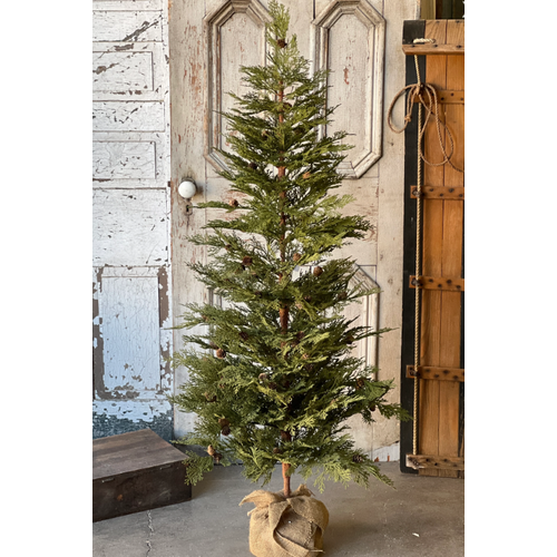  North Rim Hemlock Tree 5' 