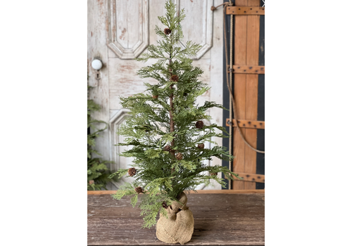  North Rim Hemlock Tree 36" 