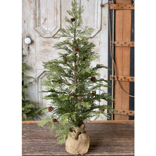  North Rim Hemlock Tree 36" 