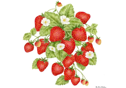  Alice's Cottage Flour Sack Towel Strawberries 