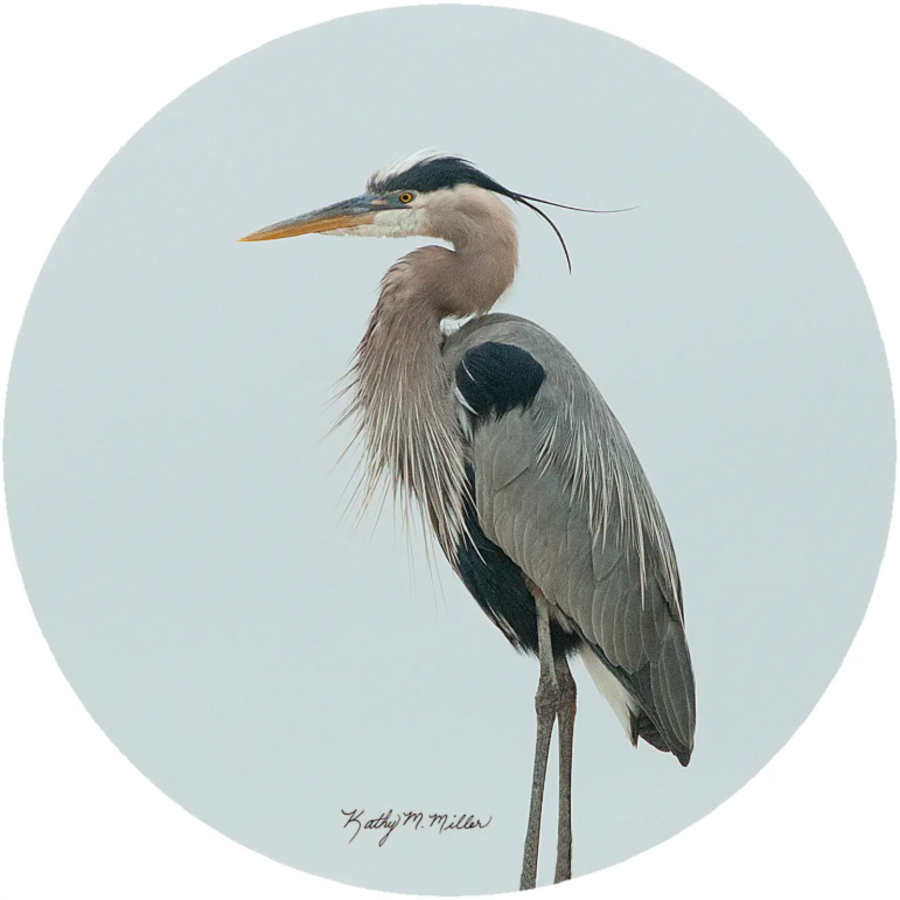 Heron Jar Opener