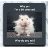 High Cotton Gifts A Bit Stressed Coaster