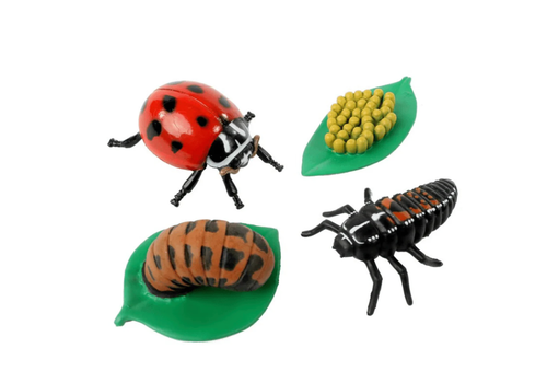  Insect Lore Ladybug Life Cycle Figurines 