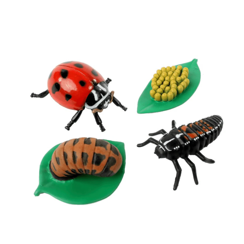  Insect Lore Ladybug Life Cycle Figurines 