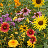 Wild Bird Seed Stones