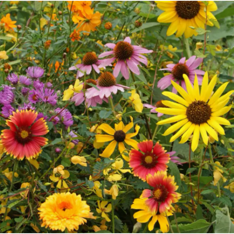 Wild Bird Seed Stones