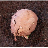 Wild Bird Seed Stones