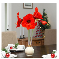 Snow White - White Bulb with  Red Blossoms