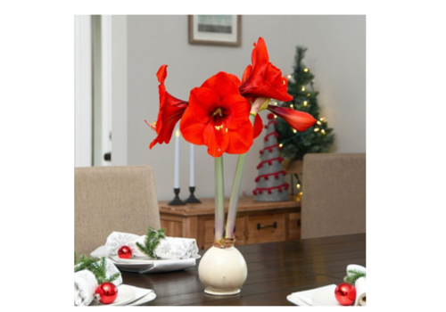  Bloomaker Snow White - White Bulb with  Red Blossoms 