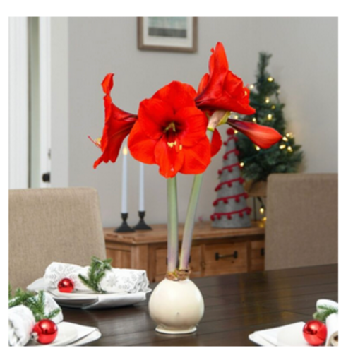  Bloomaker Snow White - White Bulb with  Red Blossoms 