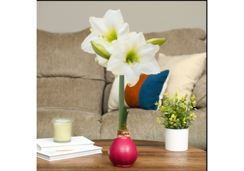  Bloomaker Burgundy Wine - Burgundy Bulb with  White Blossoms 