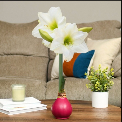  Bloomaker Burgundy Wine - Burgundy Bulb with  White Blossoms 