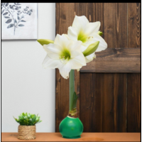 Evergreen - Green Bulb with White Blossoms