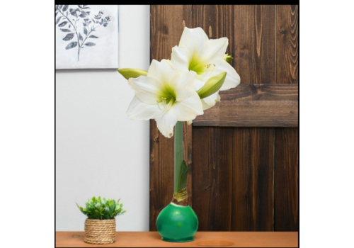  Bloomaker Evergreen - Green Bulb with White Blossoms 