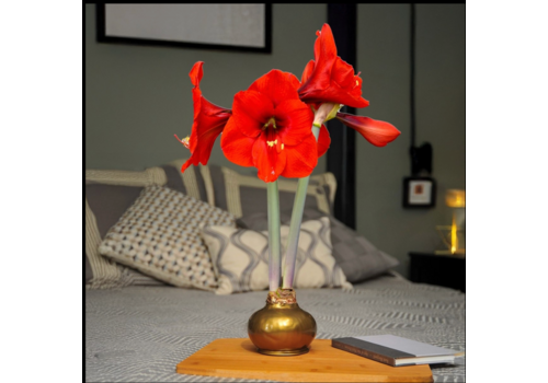  Bloomaker Golden Glow - Gold Bulb with Red Blossoms 