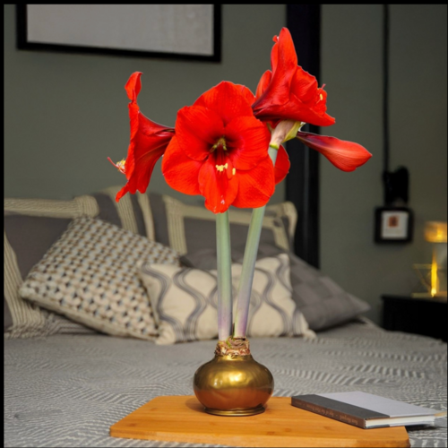  Bloomaker Golden Glow - Gold Bulb with Red Blossoms 