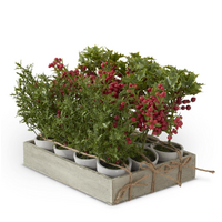 Potted Red Holly Berry