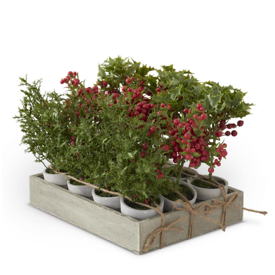Potted Red Holly Berry