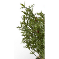 Potted Red Holly Berry