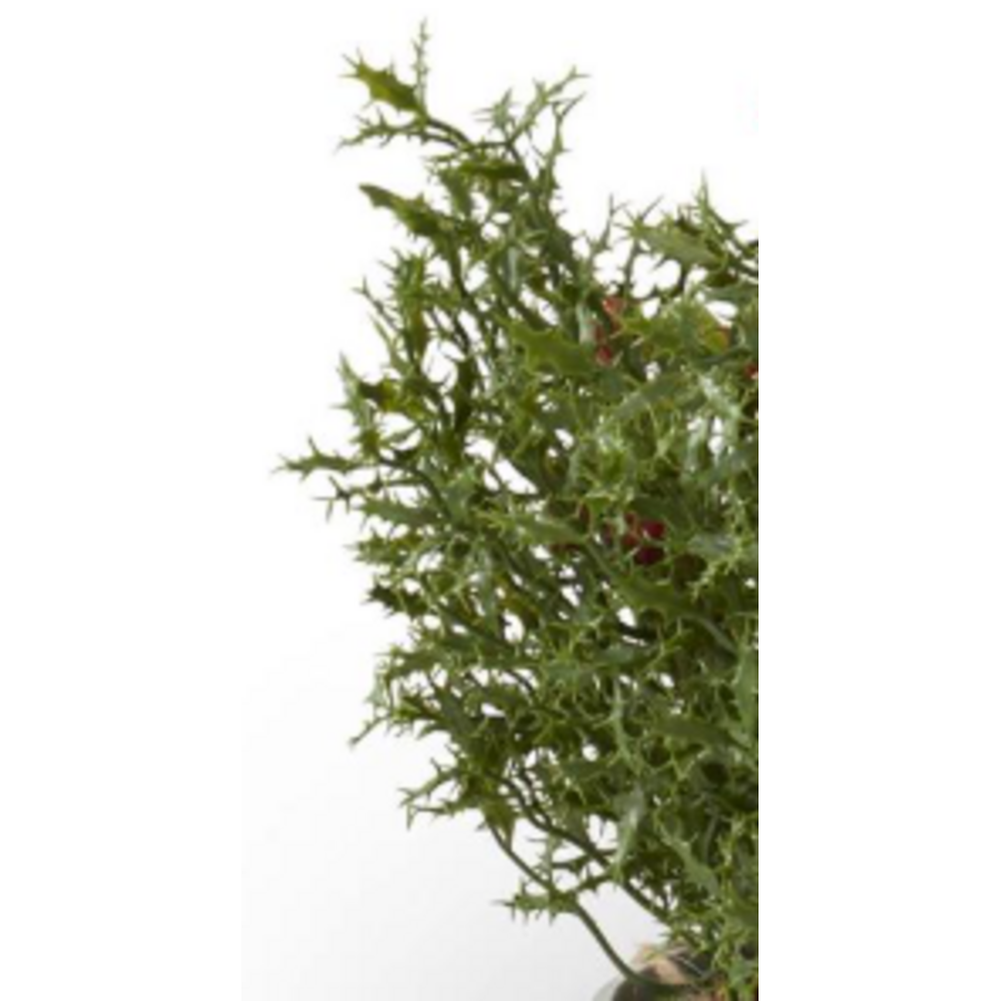 Potted Red Holly Berry