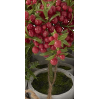 Potted Red Holly Berry