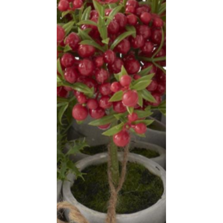 Potted Red Holly Berry