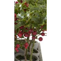 Potted Red Holly Berry