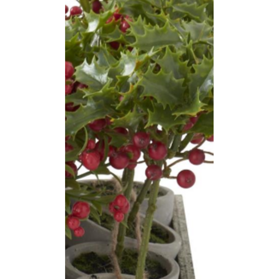 Potted Red Holly Berry