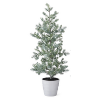 Juniper Tree with Berries in White Pot