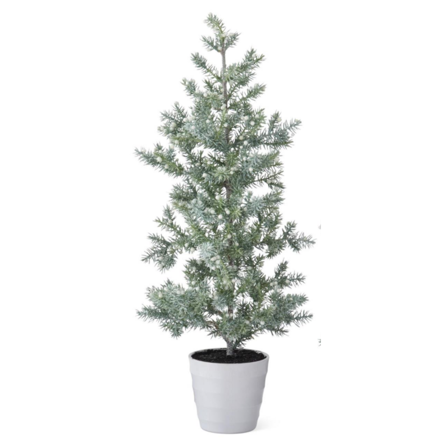 Juniper Tree with Berries in White Pot