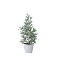 Juniper Tree with Berries in White Pot
