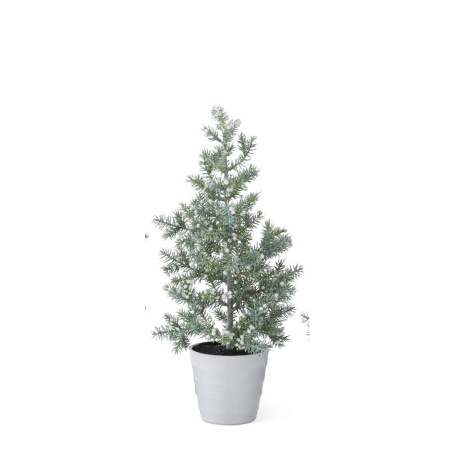 Juniper Tree with Berries in White Pot