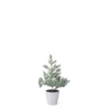 K & K Interiors Inc Juniper Tree with Berries in White Pot