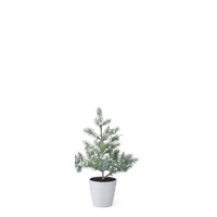 Juniper Tree with Berries in White Pot