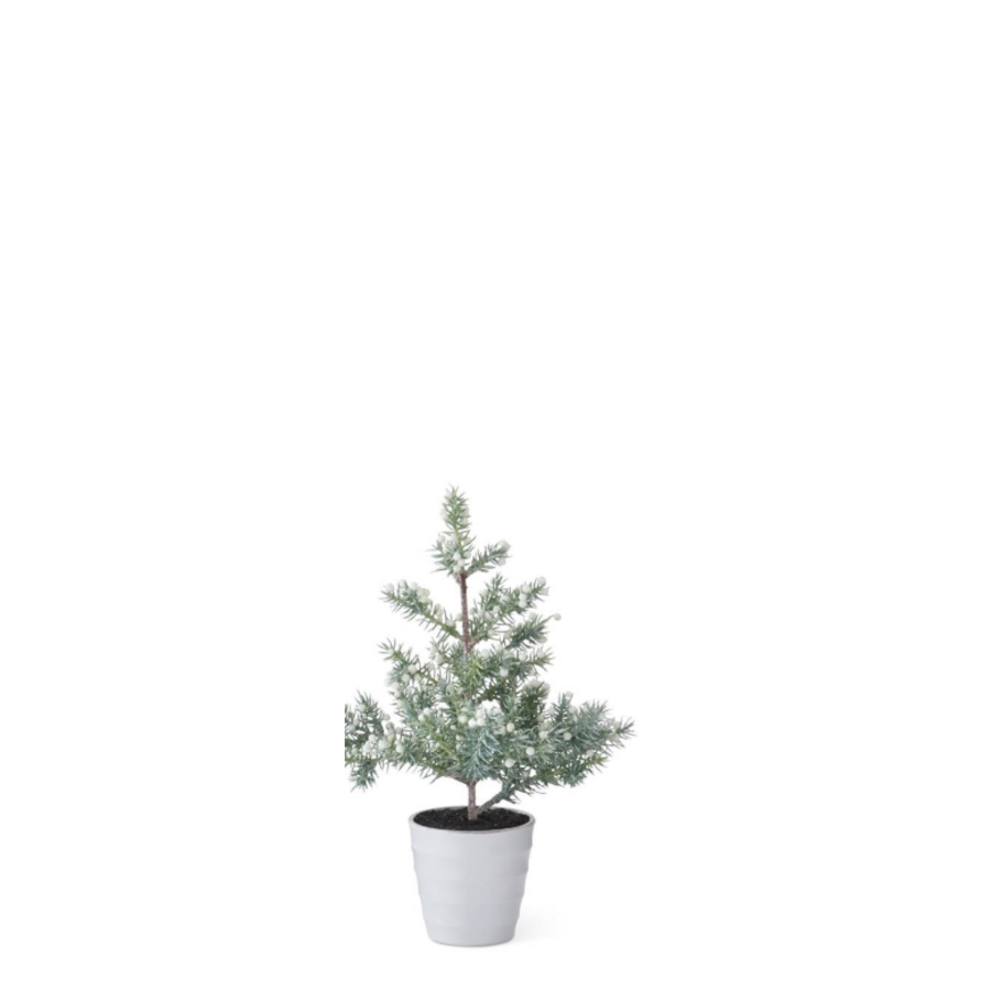 Juniper Tree with Berries in White Pot