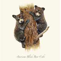 Black Bear Cubs Boxed Notecards