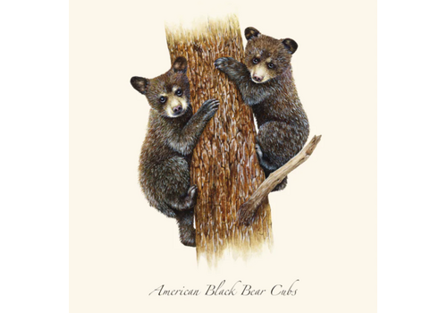  Earth sky water Black Bear Cubs Boxed Notecards 