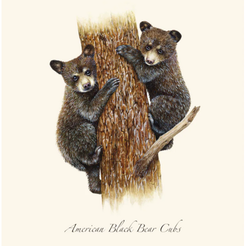  Earth sky water Black Bear Cubs Boxed Notecards 