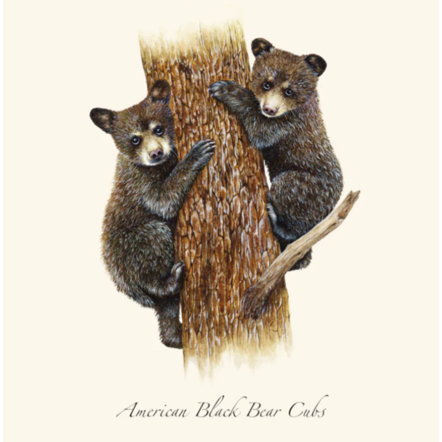 Black Bear Cubs Boxed Notecards