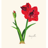 Earth sky water Amaryllis Boxed Notecards