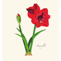 Amaryllis Boxed Notecards