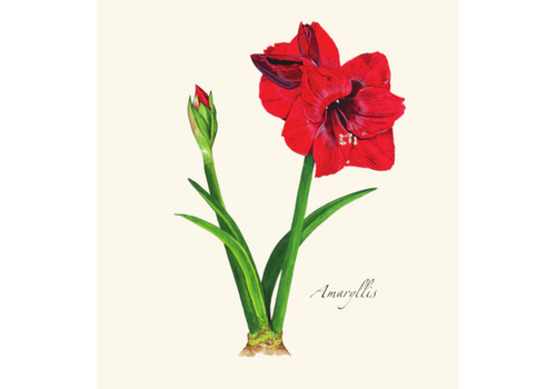  Earth sky water Amaryllis Boxed Notecards 