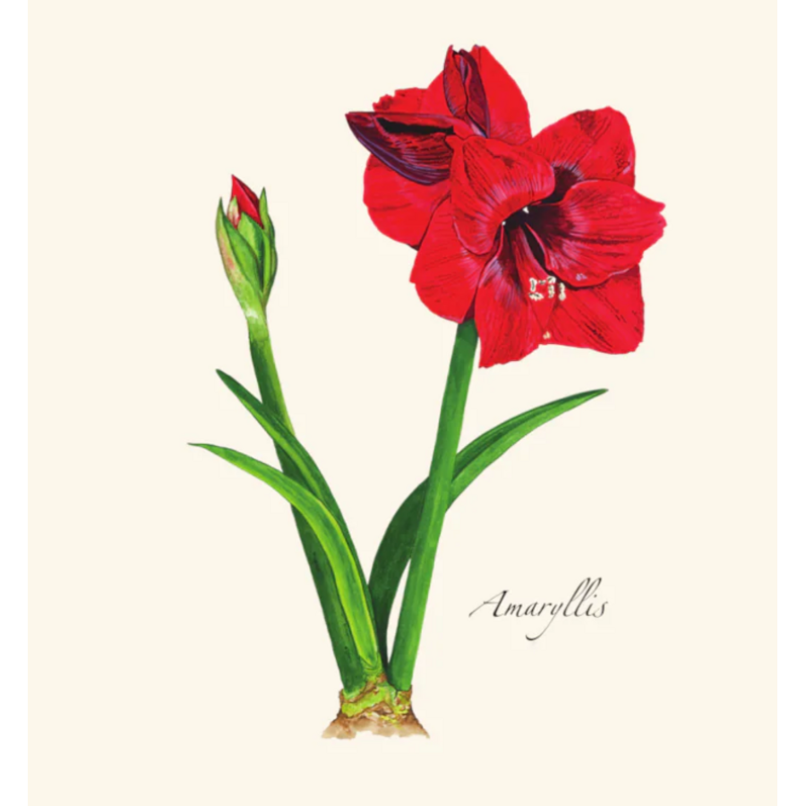 Amaryllis Boxed Notecards