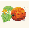 Earth sky water Pumpkin Boxed Note Cards