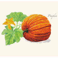 Pumpkin Boxed Note Cards
