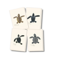 Sea Turtle Hatchling Assorted Boxed Notecards
